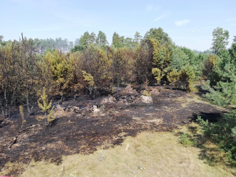 8/10 Pożar lasu w Marwicach i Santocku