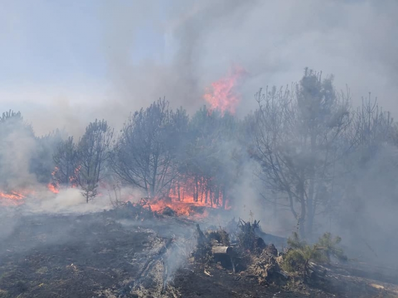 10/10 Pożar lasu w Marwicach i Santocku
