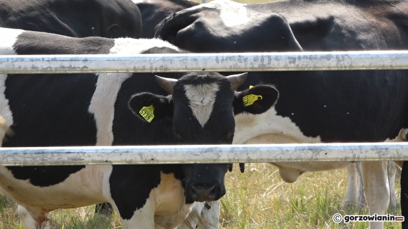 4/13 Badanie krów z Ciecierzyc