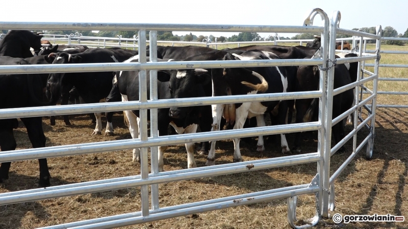5/13 Badanie krów z Ciecierzyc