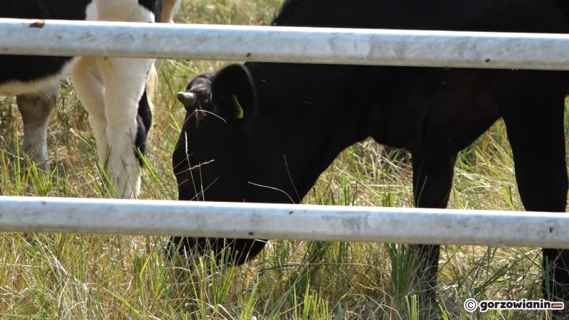 6/13 Badanie krów z Ciecierzyc