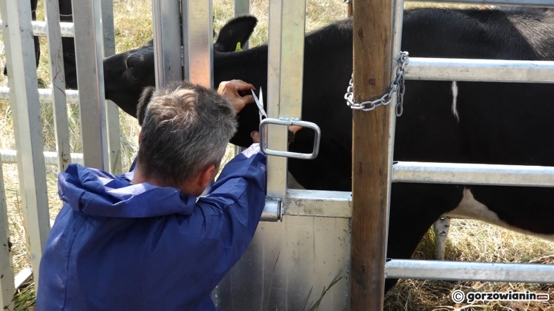 7/13 Badanie krów z Ciecierzyc