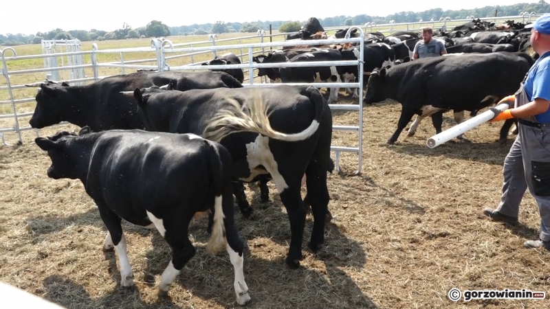8/13 Badanie krów z Ciecierzyc