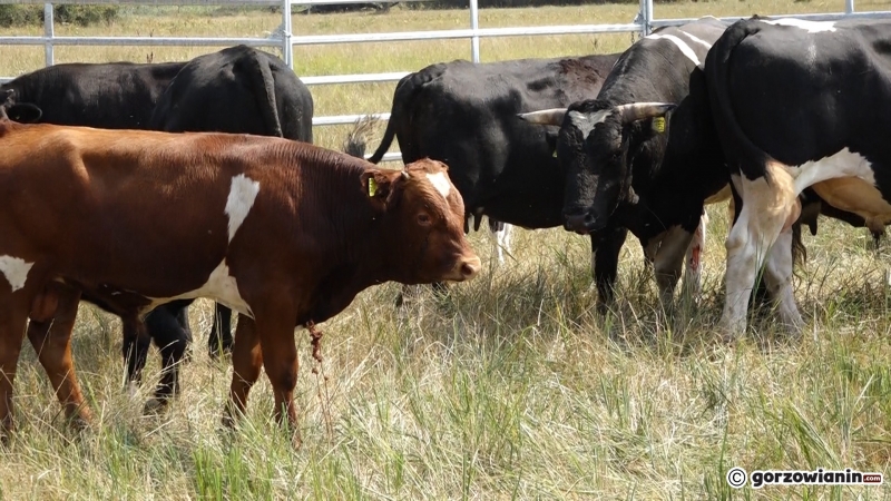 9/13 Badanie krów z Ciecierzyc