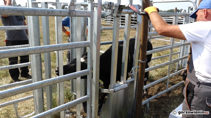 10/13 Badanie krów z Ciecierzyc