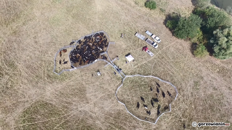 12/13 Badanie krów z Ciecierzyc