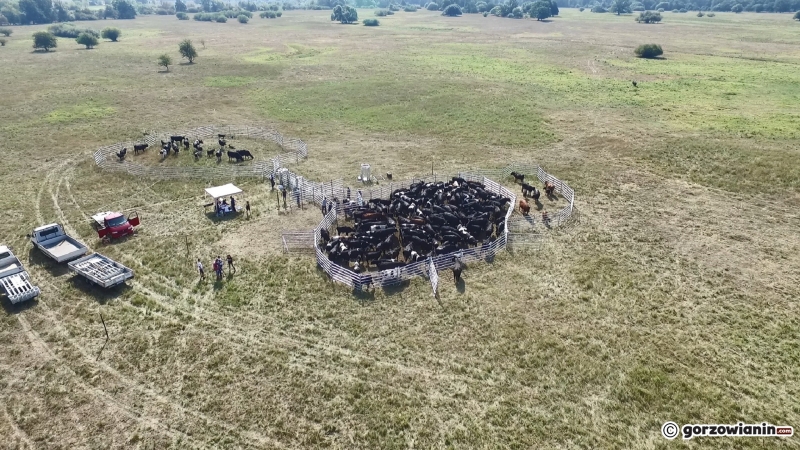 13/13 Badanie krów z Ciecierzyc