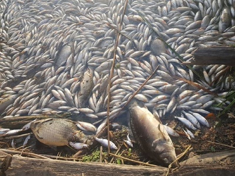 3/13 Śnięte ryby w jeziorze Wojcieszyckim