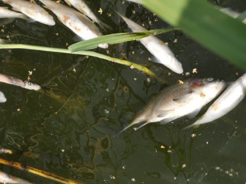 11/13 Śnięte ryby w jeziorze Wojcieszyckim