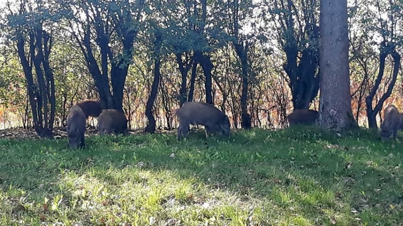 2/8 Stado dzików przy Szczecińskiej