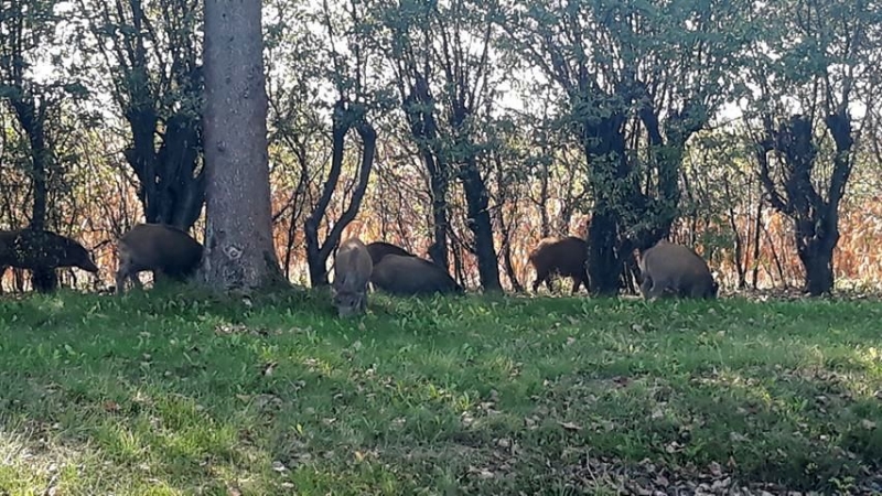 3/8 Stado dzików przy Szczecińskiej