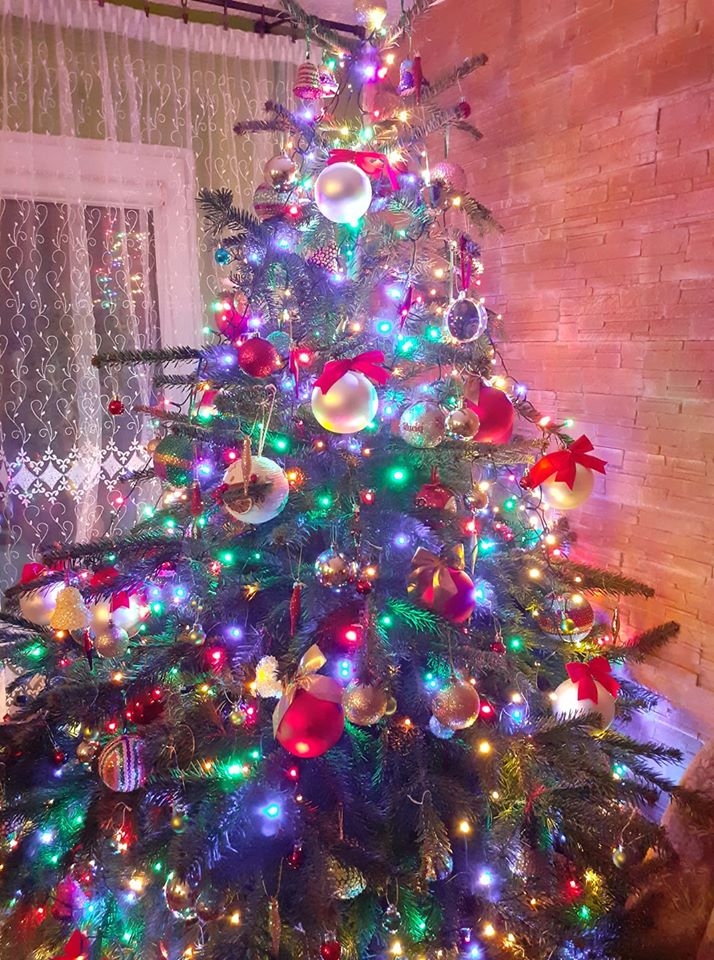 4/22 Choinki czytelników portalu gorzowianin.com