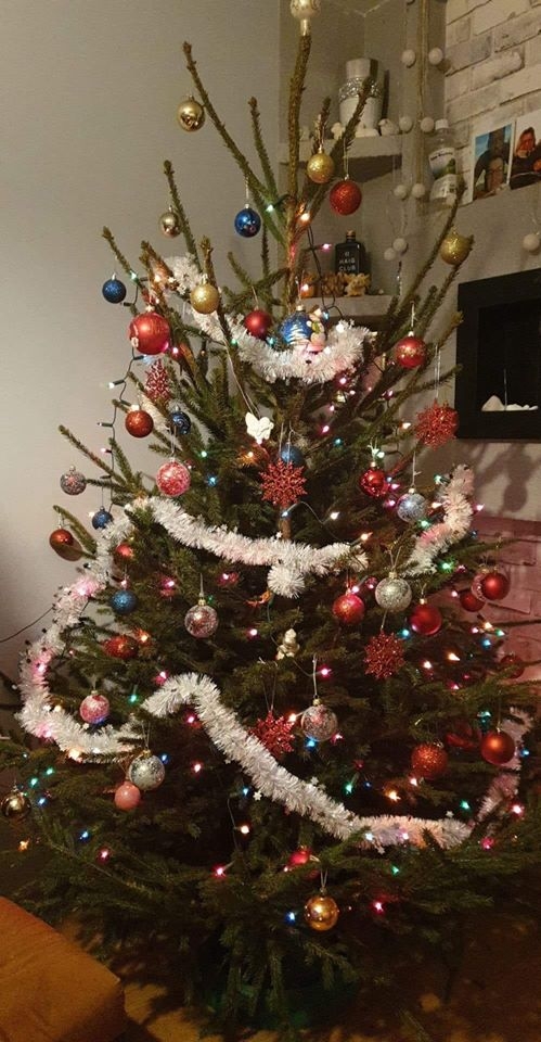 8/22 Choinki czytelników portalu gorzowianin.com