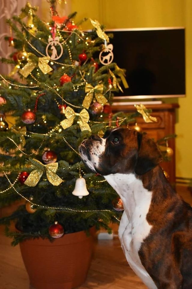 9/22 Choinki czytelników portalu gorzowianin.com