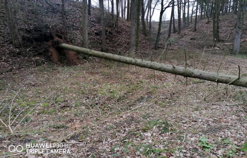 3/9 Akcja strażaków z OSP Bogdaniec