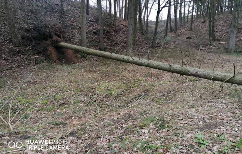 9/9 Akcja strażaków z OSP Bogdaniec