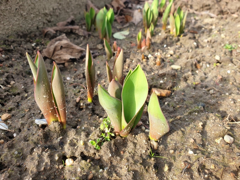 3/6 Wiosna coraz bliżej?