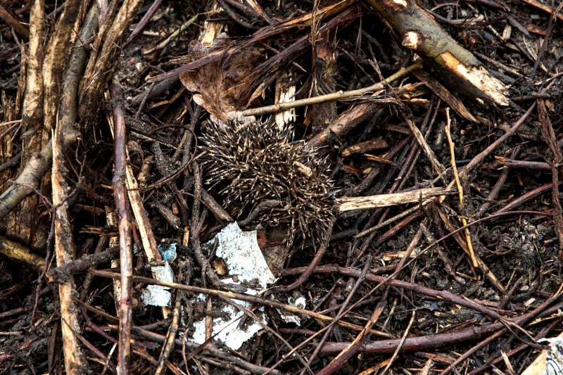 4/8 Wycinka krzewów zabiła jeże