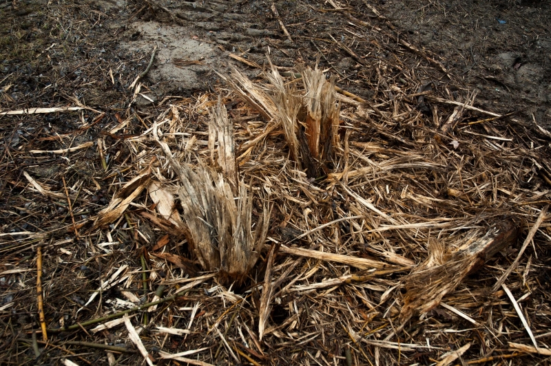 6/8 Wycinka krzewów zabiła jeże