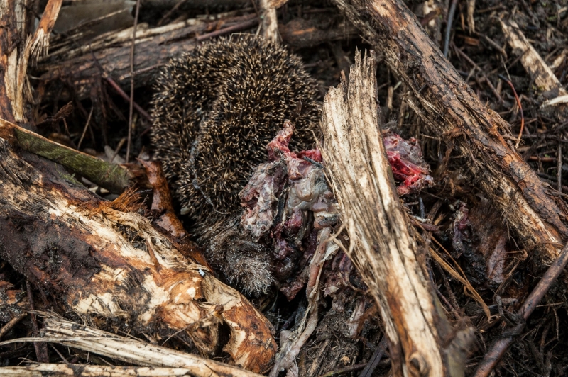 7/8 Wycinka krzewów zabiła jeże