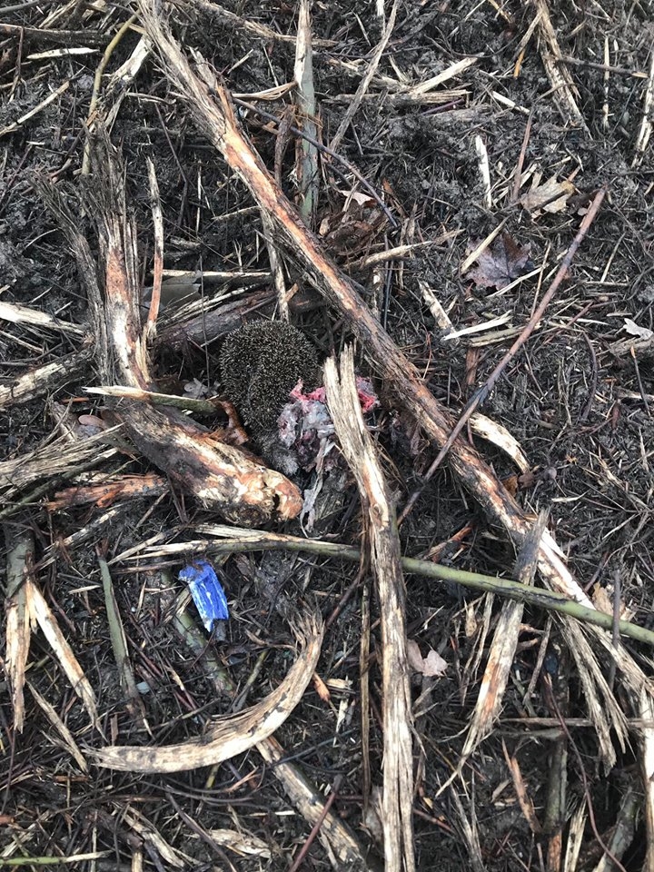 8/8 Wycinka krzewów zabiła jeże