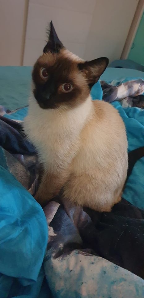 3/86 Kocie piękności naszych czytelników