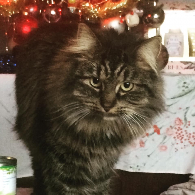 4/86 Kocie piękności naszych czytelników