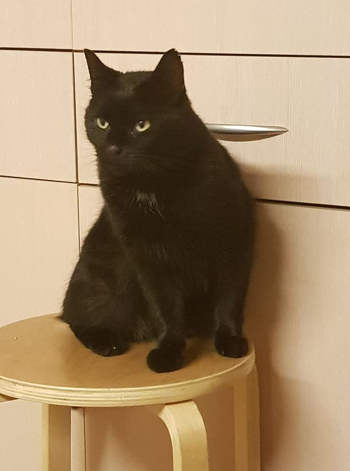 5/86 Kocie piękności naszych czytelników