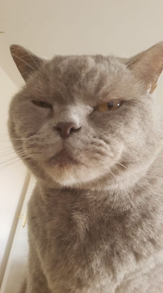 6/86 Kocie piękności naszych czytelników