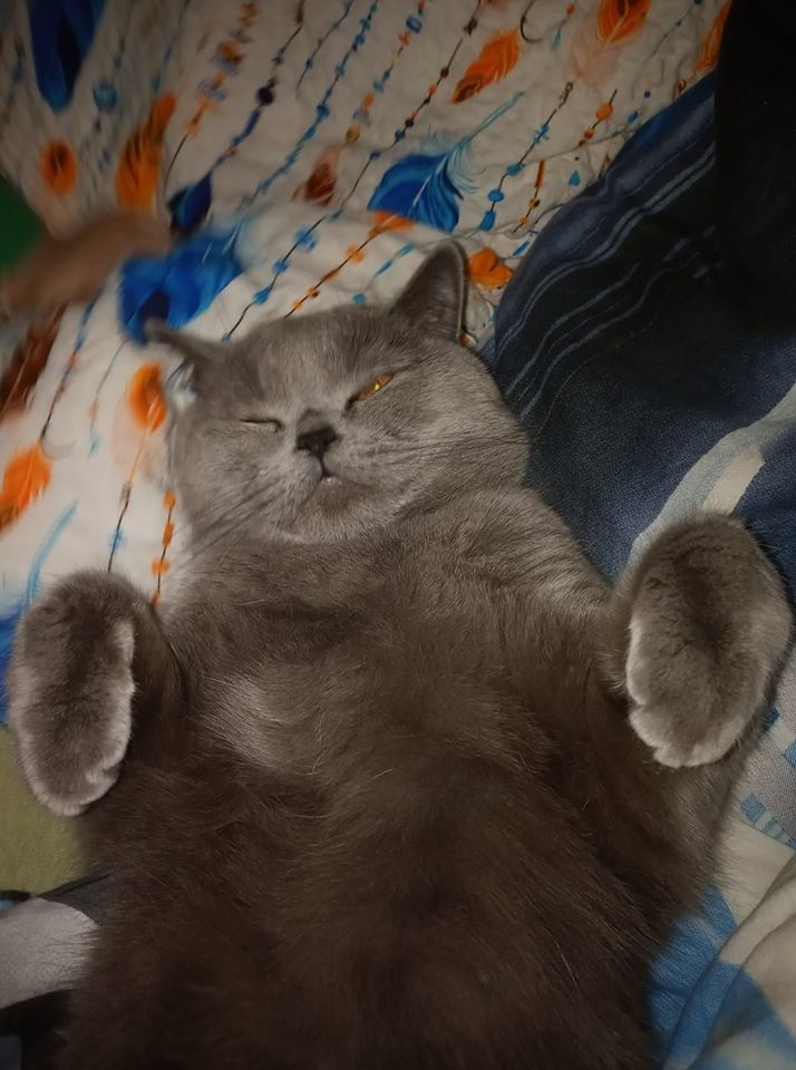 7/86 Kocie piękności naszych czytelników