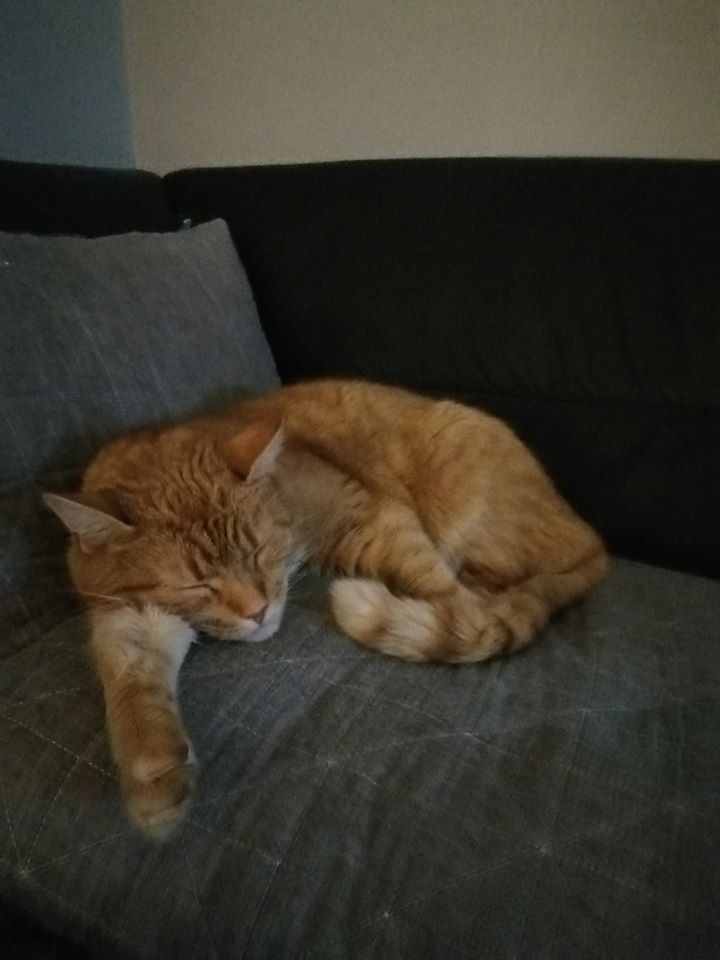 9/86 Kocie piękności naszych czytelników