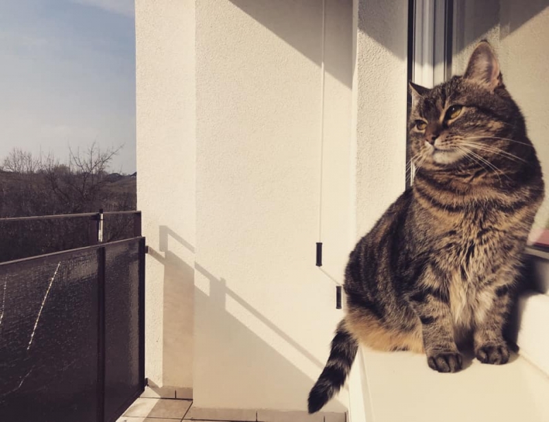 10/86 Kocie piękności naszych czytelników