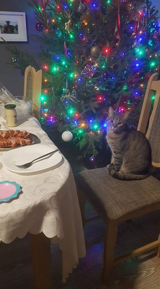 11/86 Kocie piękności naszych czytelników