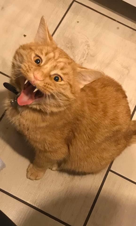 12/86 Kocie piękności naszych czytelników