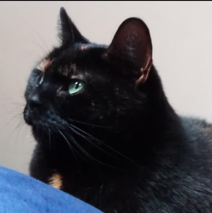 13/86 Kocie piękności naszych czytelników