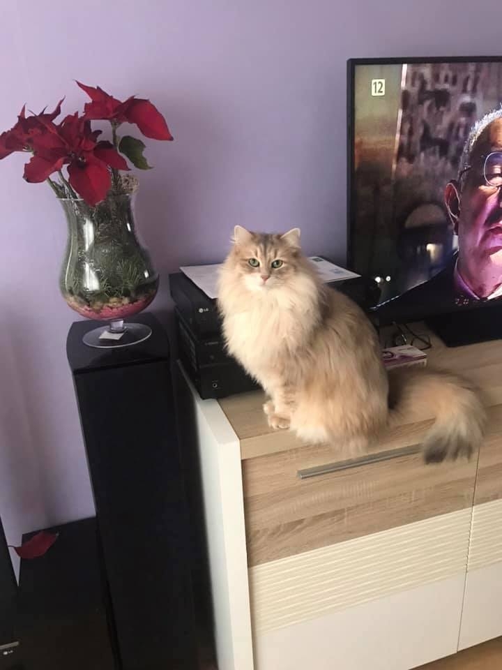 14/86 Kocie piękności naszych czytelników