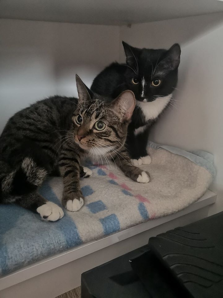 15/86 Kocie piękności naszych czytelników