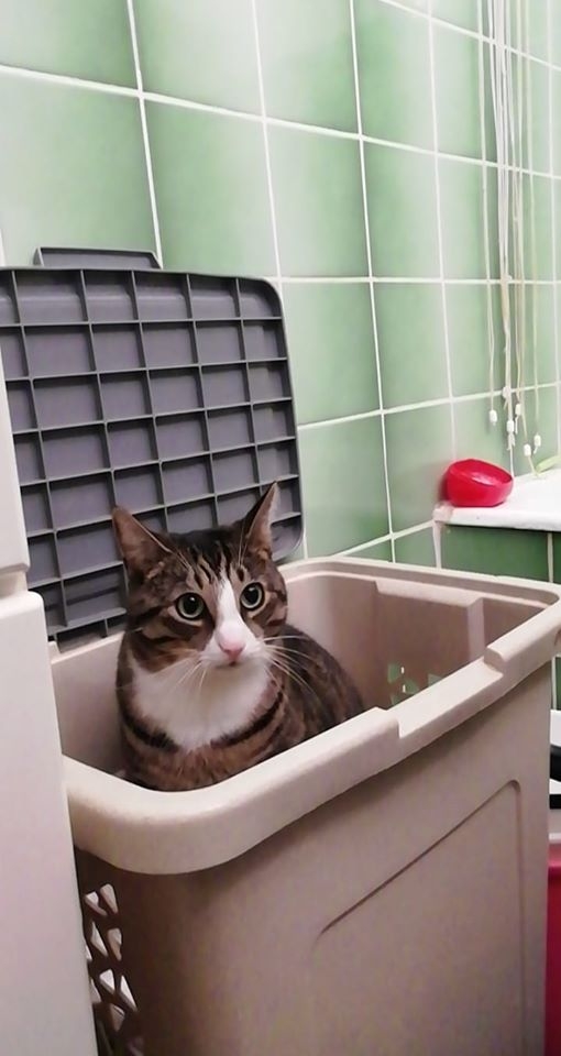 16/86 Kocie piękności naszych czytelników