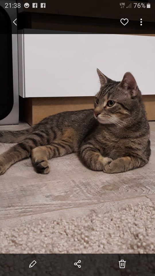 18/86 Kocie piękności naszych czytelników