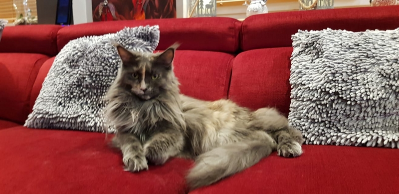 20/86 Kocie piękności naszych czytelników