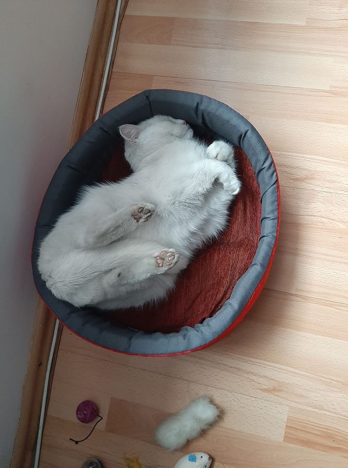 21/86 Kocie piękności naszych czytelników