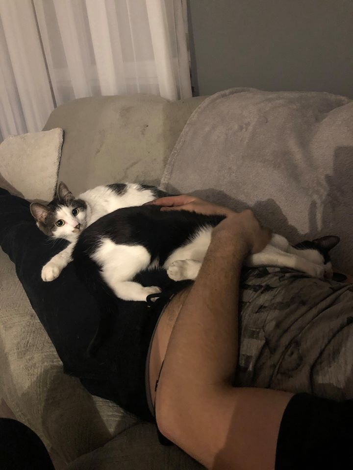 22/86 Kocie piękności naszych czytelników