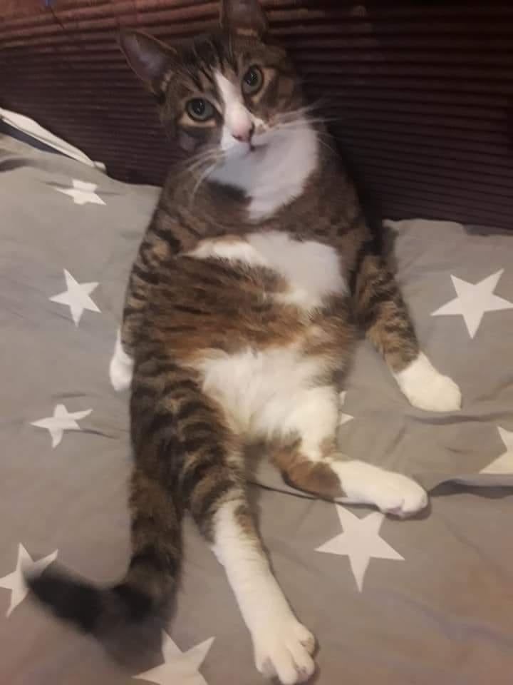 23/86 Kocie piękności naszych czytelników