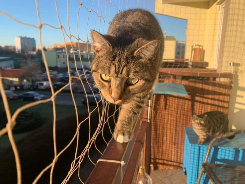 24/86 Kocie piękności naszych czytelników