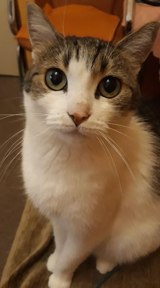 25/86 Kocie piękności naszych czytelników