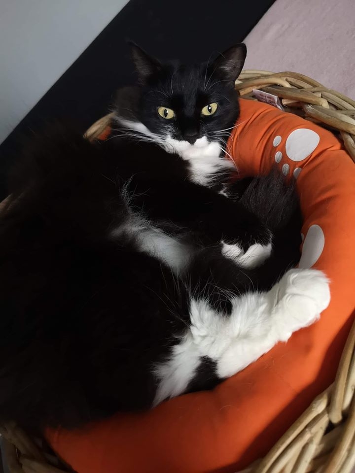 26/86 Kocie piękności naszych czytelników