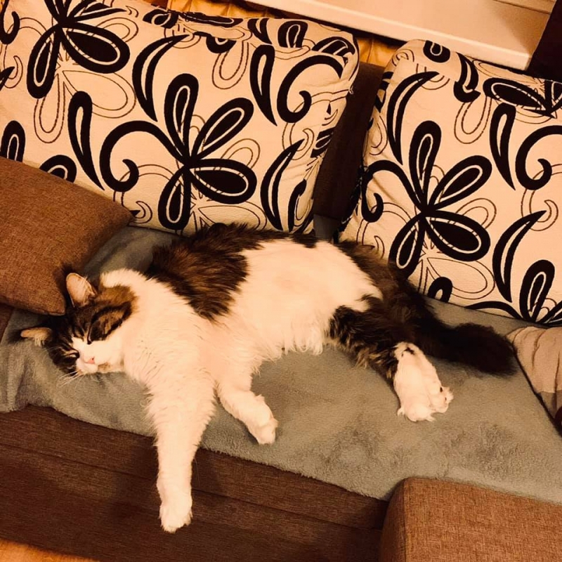 28/86 Kocie piękności naszych czytelników