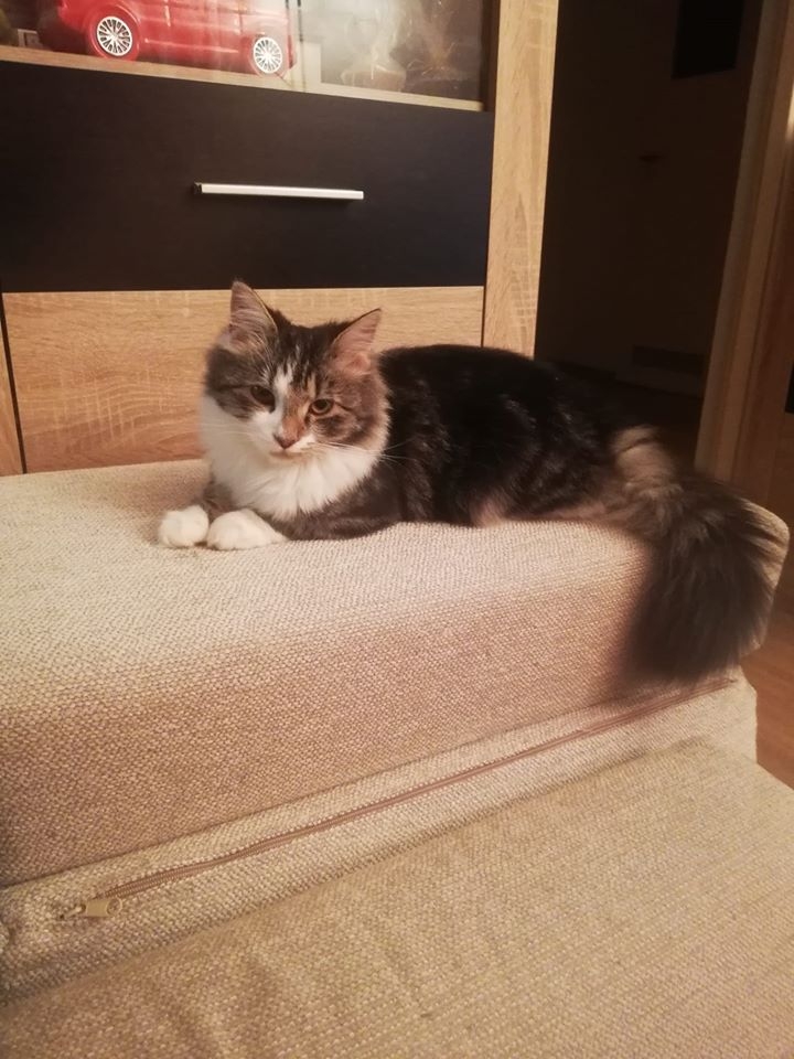 29/86 Kocie piękności naszych czytelników