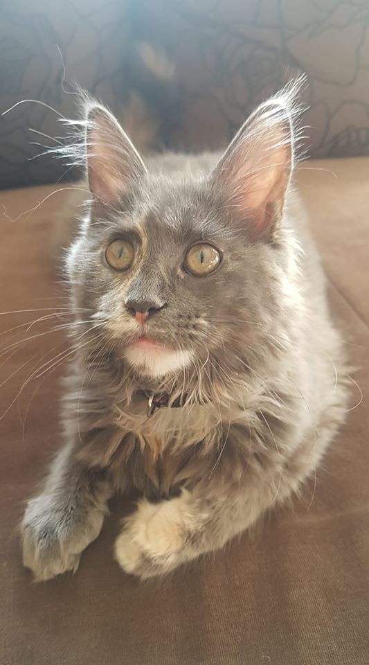 30/86 Kocie piękności naszych czytelników