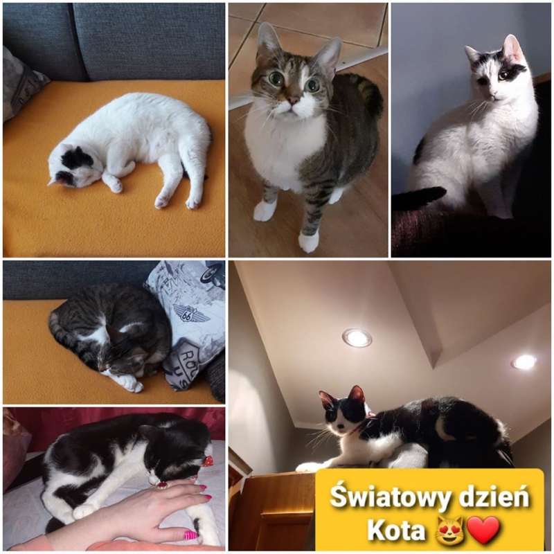 31/86 Kocie piękności naszych czytelników